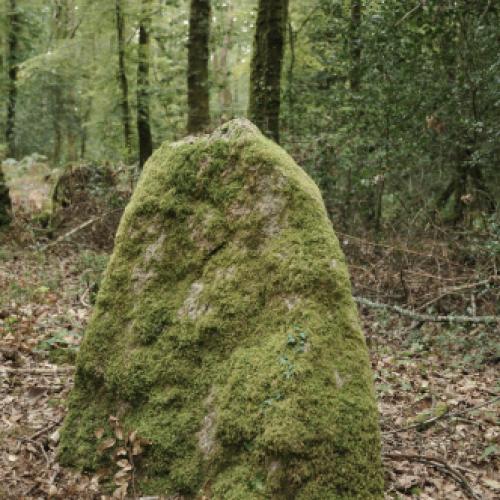 Dsc 3247 menhir le royal foret de carnoet quimperle